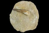 Fossil Plesiosaur (Zarafasaura) Tooth - Morocco #127418-1